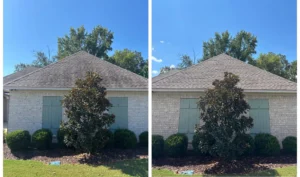 Side-by-side comparison of a single-story brick house front, showing a magnolia tree before and after pruning.